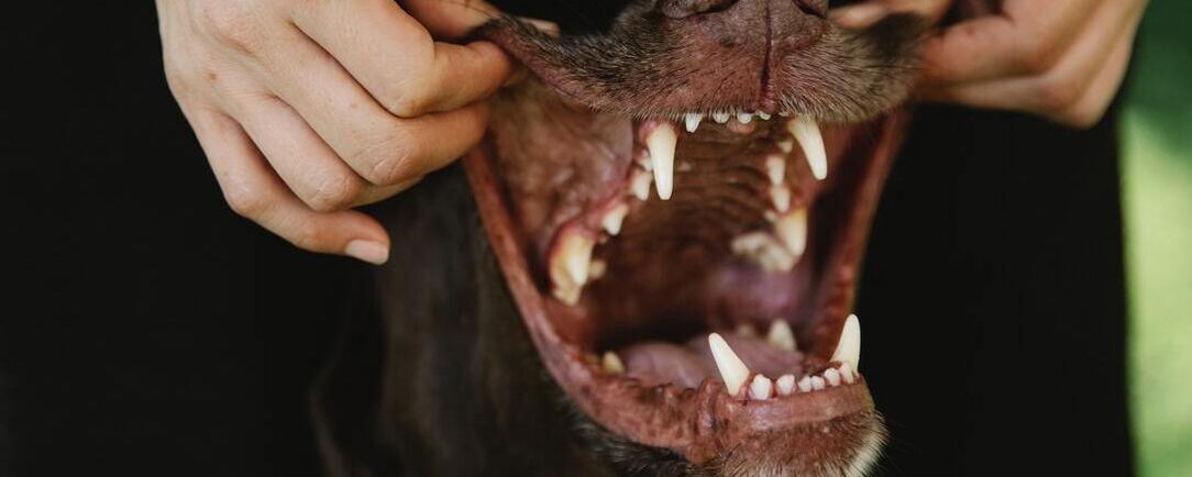 Dog Teeth Cleaning at Tangerine Pet Clinic