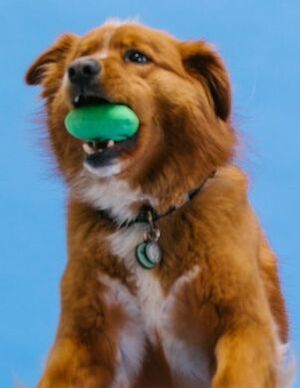 Dog Enjoying Dental Chew for Oral Health